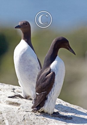 Pair of  Guillemots DM1507